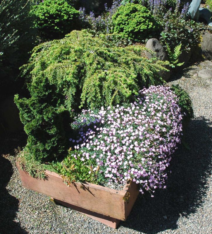 Trough Garden Plants 2