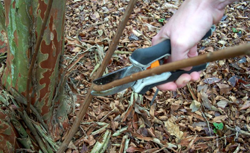 thinning cut