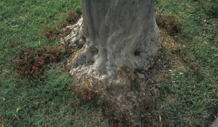 photo showing basal suckers cut back