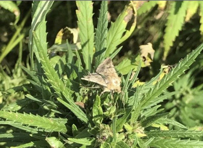 a photo of adult corn earworm moth on hemp plant.