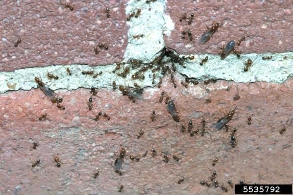 Figure 8, Imported fire ants are clustered together on a brick wall beside a small hole in the mortar.