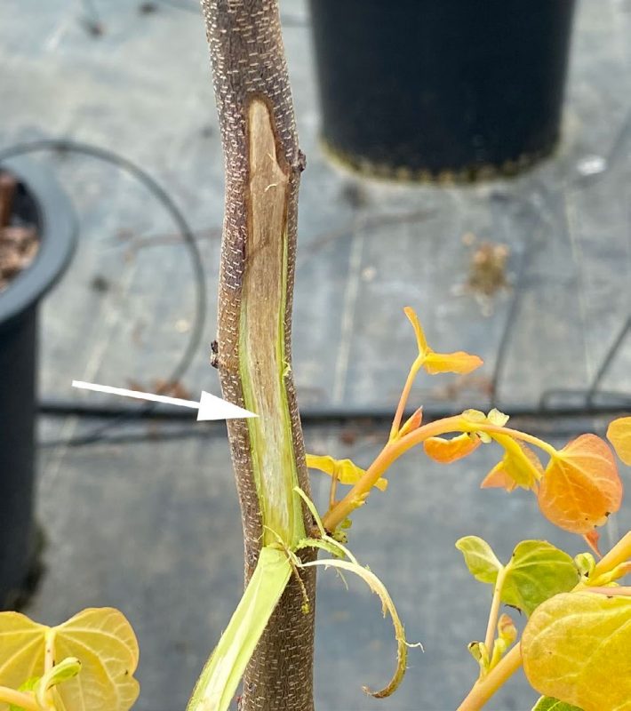 The transition zone between healthy and dead wood on a cankered redbud.