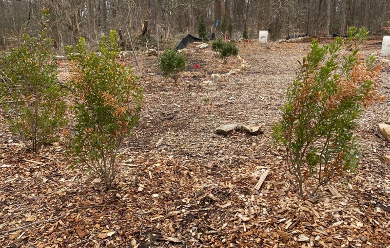 VSD-symptomatic southern wax myrtles (Myrica cerifera) recently planted in a landscape with leaf scorch and branch dieback.