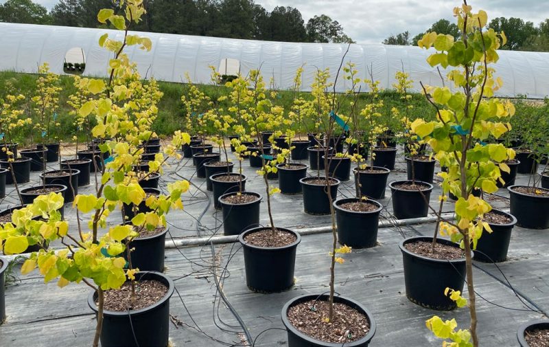 Vascular streak dieback on container redbuds.
