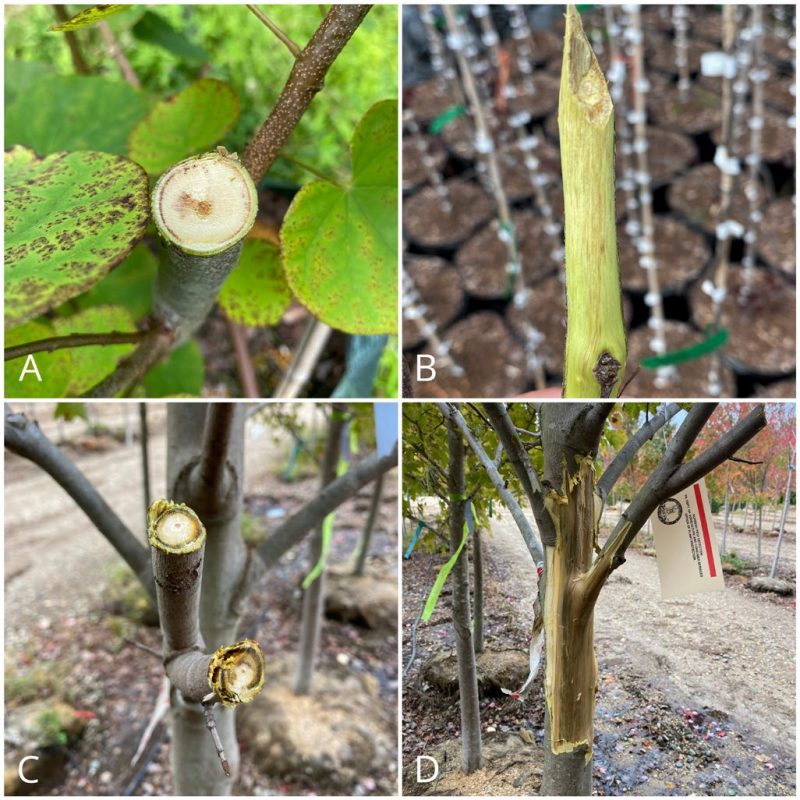 Vascular discoloration in redbud (A and B) and red maple (C and D).