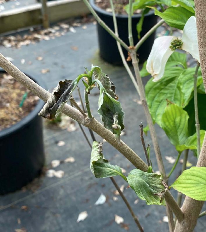 Branch on flowering dogwood showing wilt that is progressing from the branch tip downwards toward the main stem.