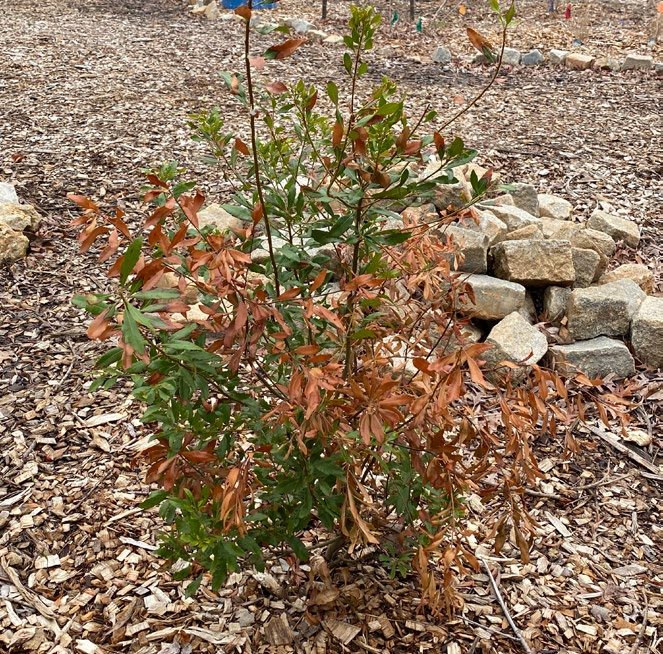 An ideal sample for laboratory diagnosis of VSD could be taken from this southern wax myrtle (M. cerifera), because it is in the early stage of symptom development. Plants that are far-gone in decline, have cankers caused by opportunistic fungi, or are dead are not typically useful for VSD diagnosis.